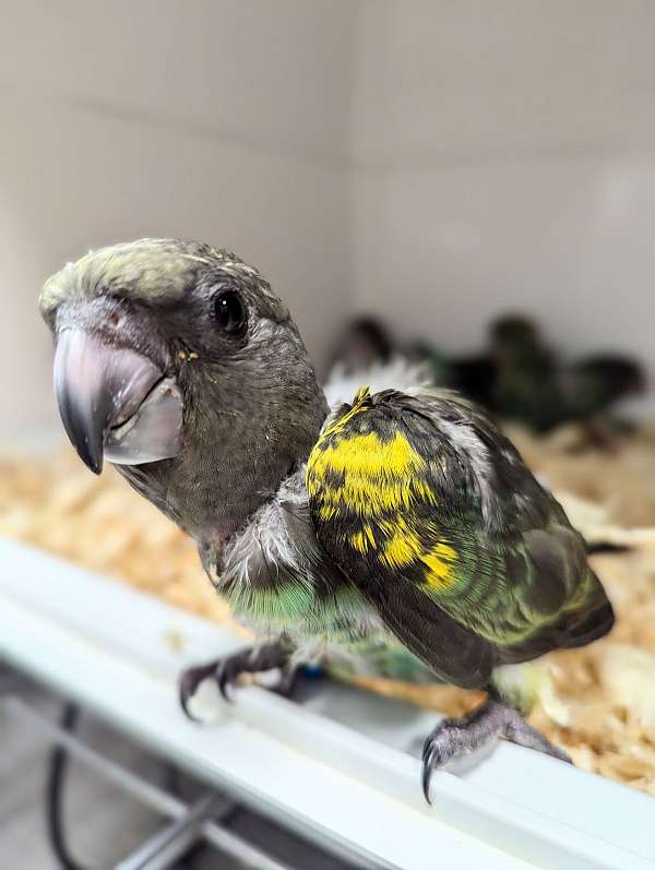 meyers-poicephalus-parrots-for-sale