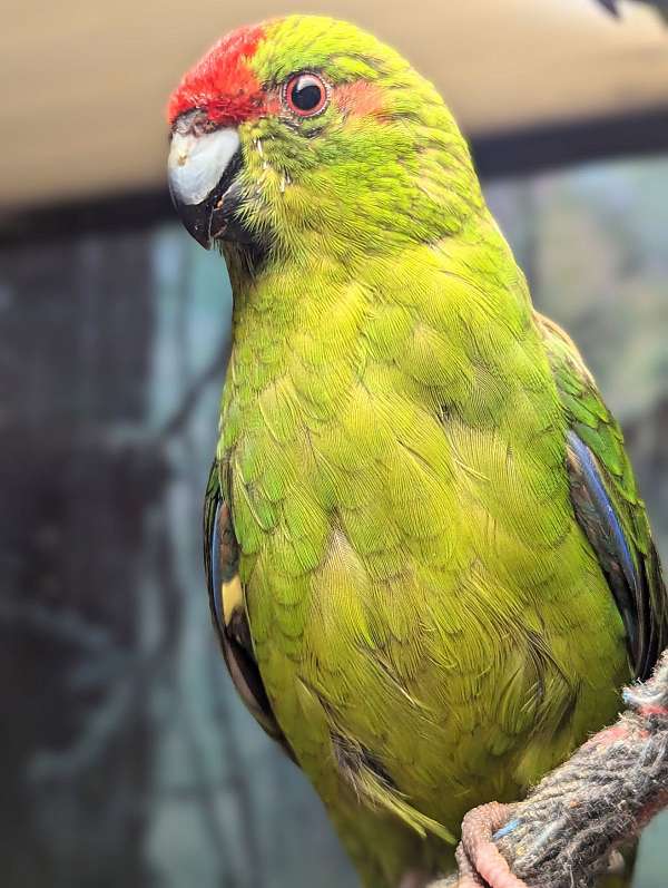 grass-parakeet-for-sale