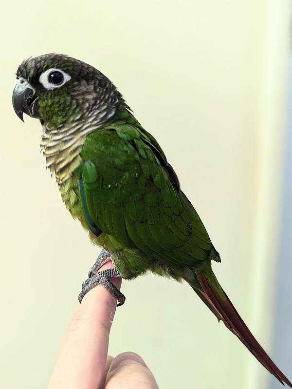 green-cheek-conure-for-sale