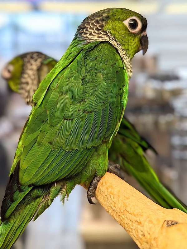 black-capped-conure-for-sale