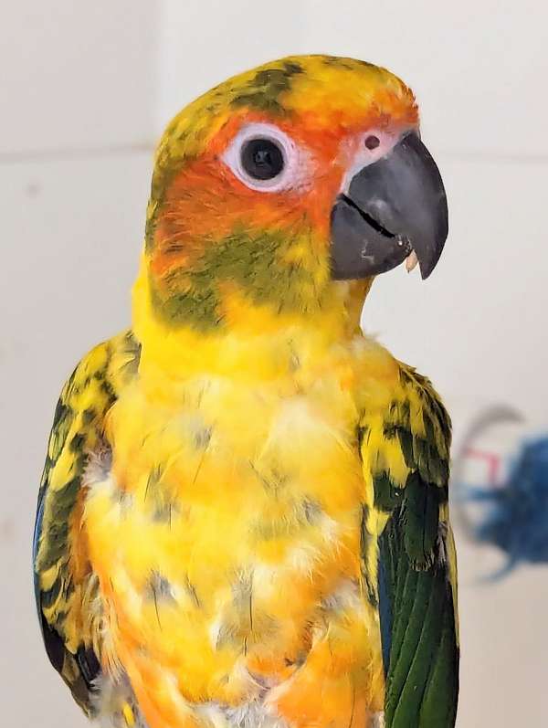 sun-conure-for-sale