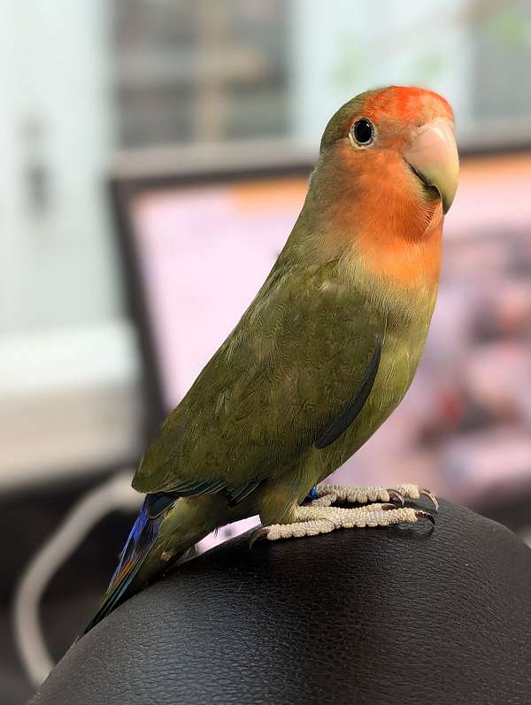 peach-faced-lovebird-for-sale