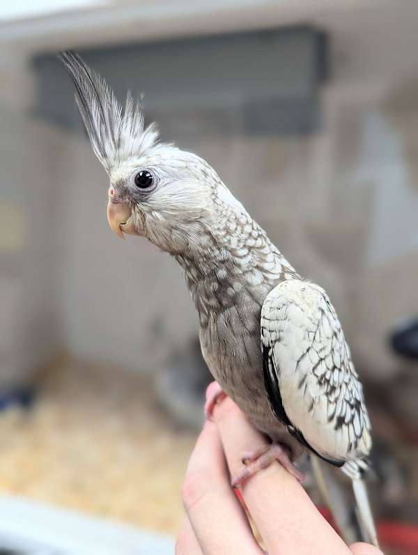 cockatiel-for-sale