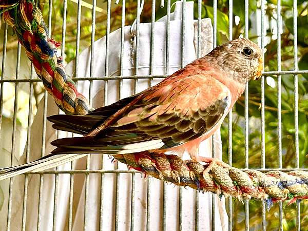 cockatiel-parakeet-for-sale-in-san-diego-ca