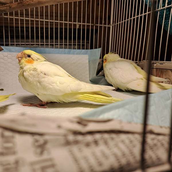 cockatiel-for-sale