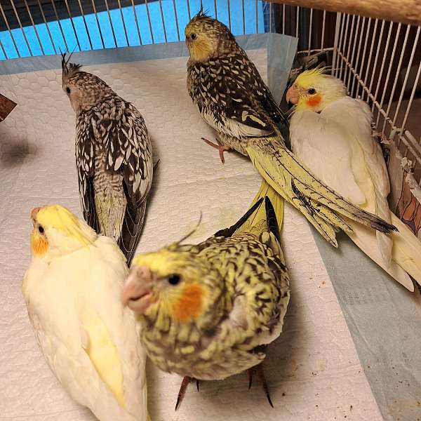 lutino-cockatiel-for-sale