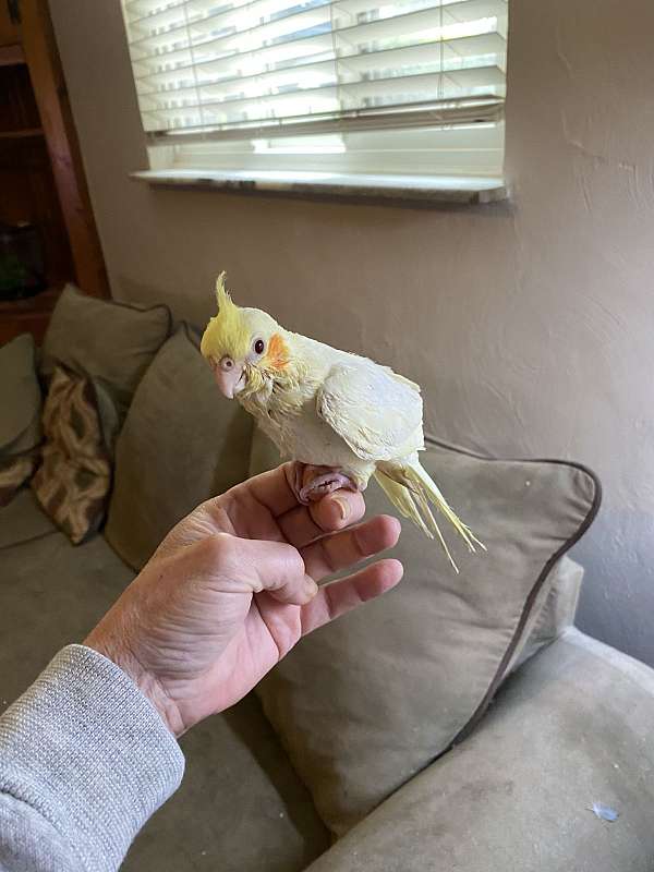 cockatiel-for-sale