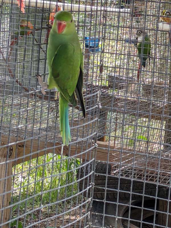 cute-bird-for-sale-in-milton-fl