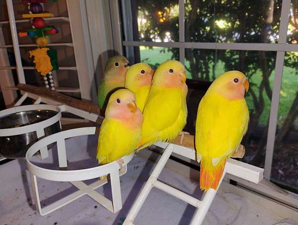 lovebird-for-sale