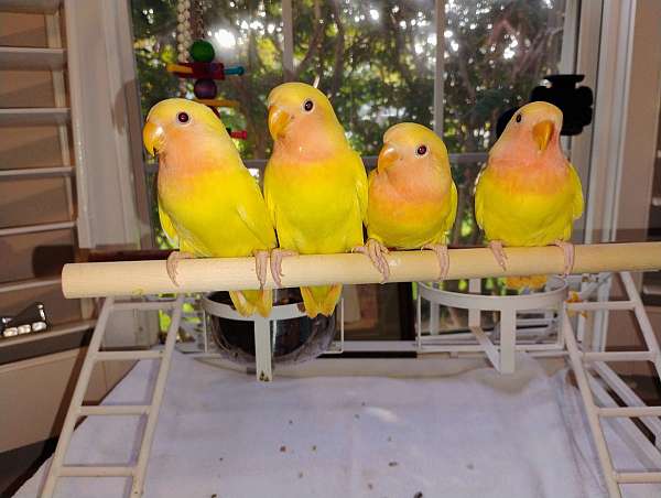 lovebird-for-sale-in-myrtle-beach-sc