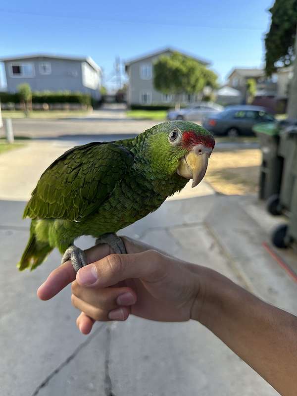 amazon-parrot-for-sale-in-costa-mea-ca