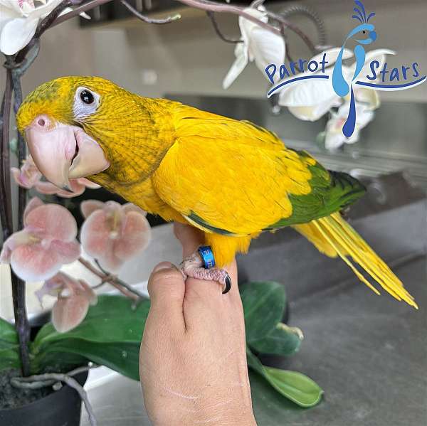 golden-conure-for-sale