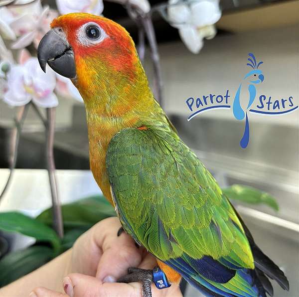 sun-conure-for-sale