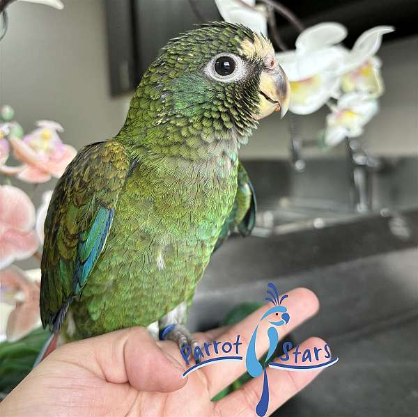 white-capped-pionus-parrots-for-sale