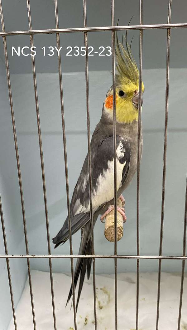 cockatiel-for-sale-in-elgin-tx