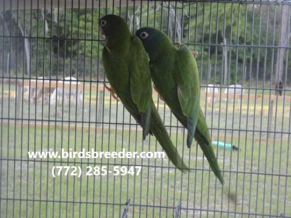 blue-crown-conure-for-sale