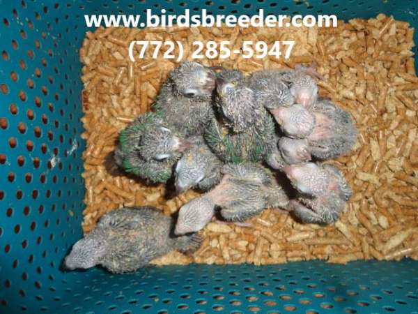 green-cheek-conure-for-sale