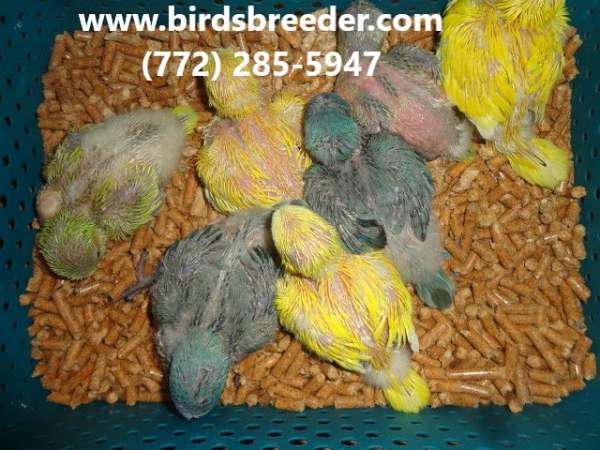 quaker-parrots-for-sale