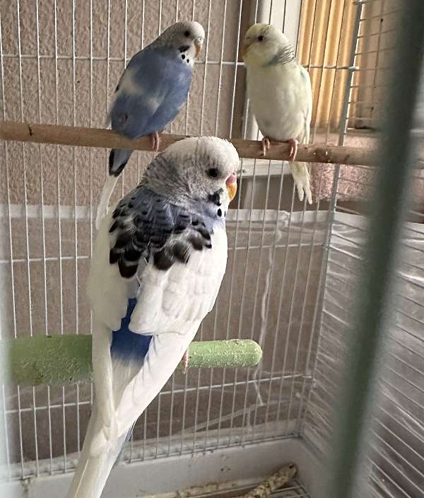 parakeet-for-sale-in-pennsylvania