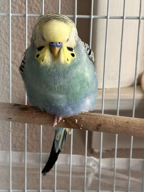 parakeet-for-sale-in-pennsylvania