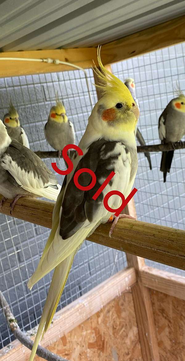 bird-for-sale-in-elgin-tx