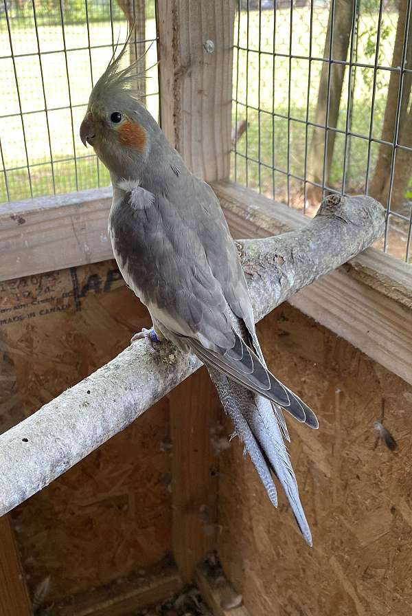 young-bird-for-sale-in-elgin-tx