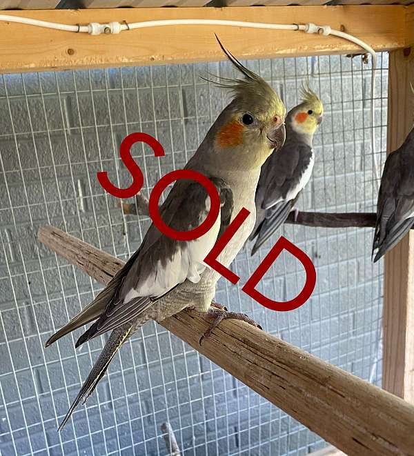 young-bird-for-sale-in-elgin-tx