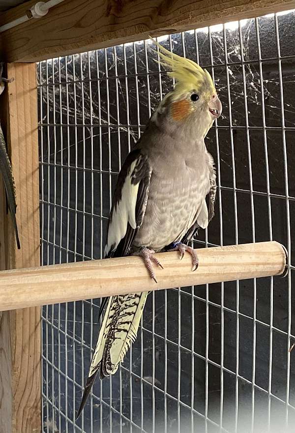 pied-bird-for-sale-in-elgin-tx