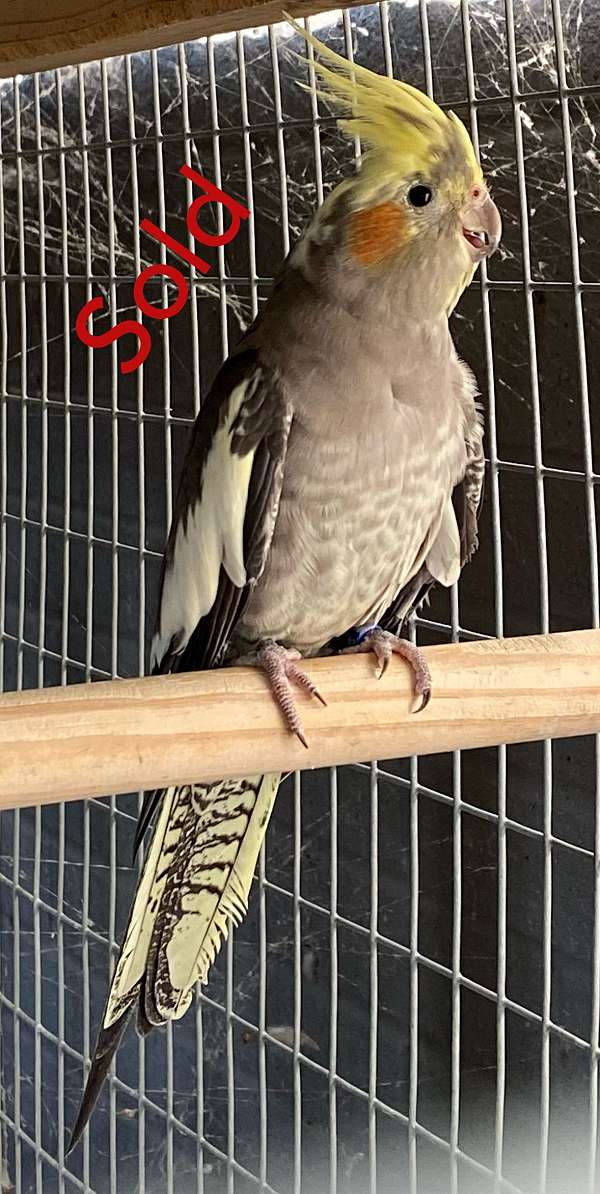 pied-bird-for-sale-in-elgin-tx