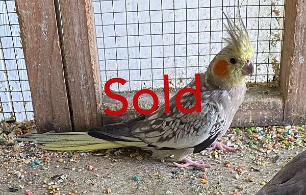 adult-bird-for-sale-in-elgin-tx