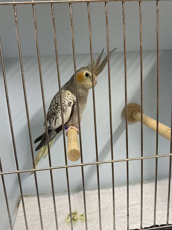 pearl-bird-for-sale-in-elgin-tx