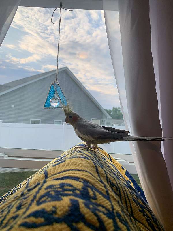 cockatiel-for-sale