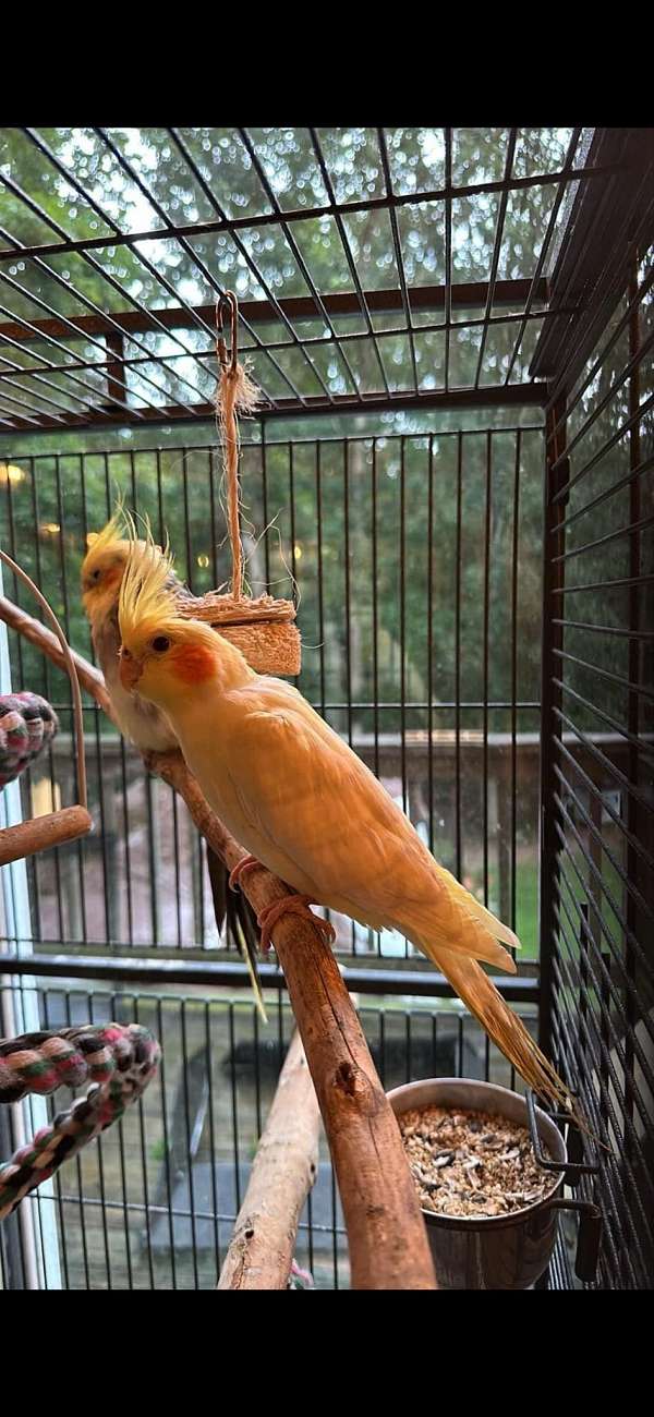 cockatiel-for-sale