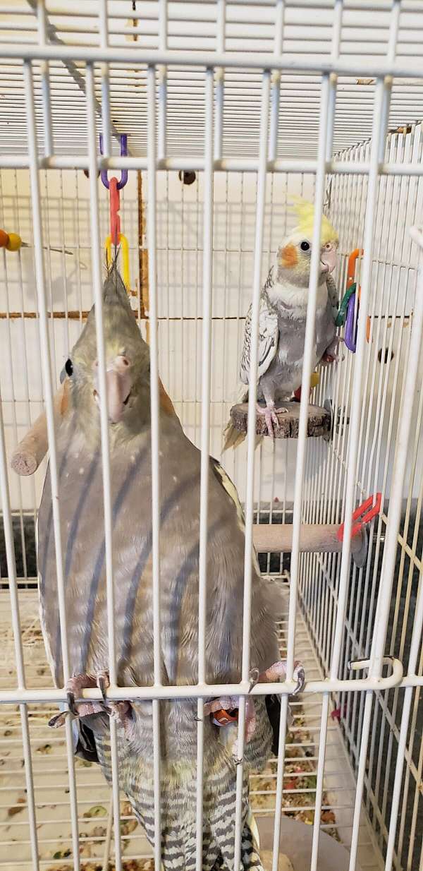 cockatiel-for-sale-in-coal-township-pa