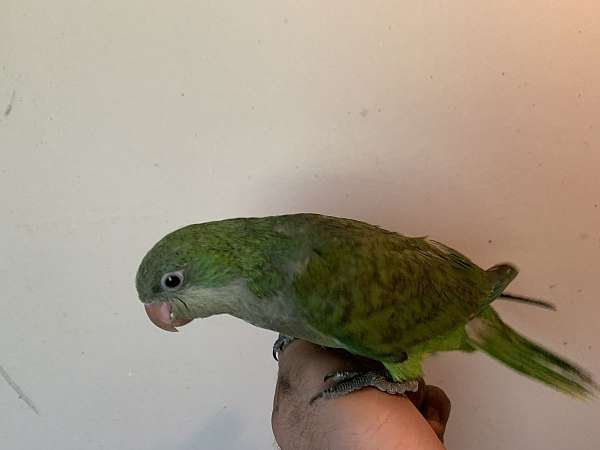 parrot-for-sale