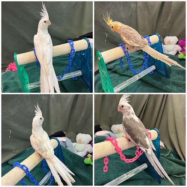 cockatiel-for-sale