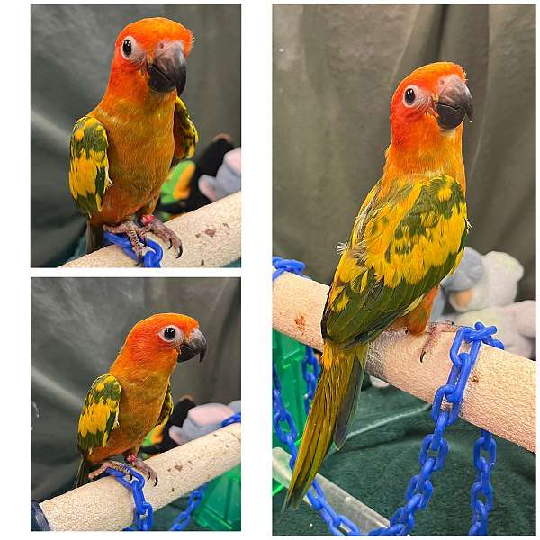 red-yellow-bird-for-sale-in-dundee-fl