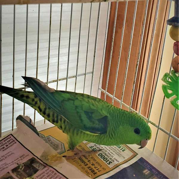 black-green-lineolated-parakeet-for-sale