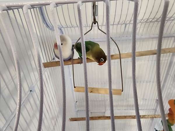 lovebird-for-sale-in-sheboygan-wi