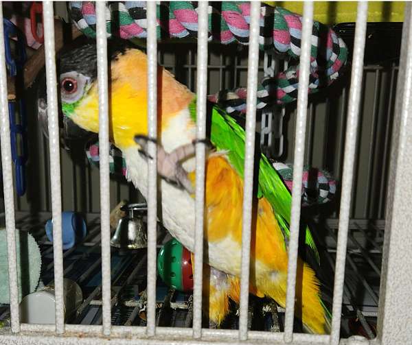 black-headed-caique-for-sale