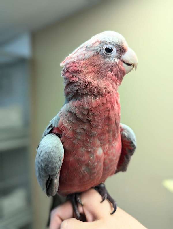 rose-breasted-cockatoo-for-sale