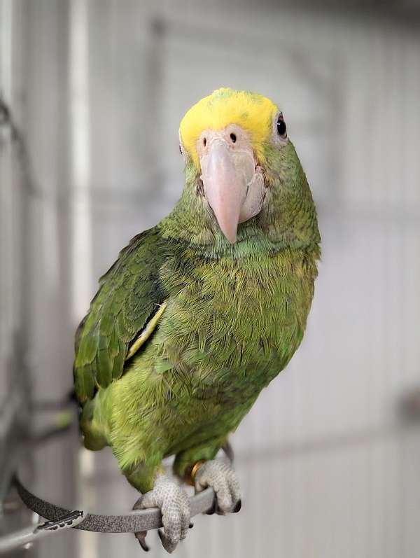 double-yellow-head-amazon-parrot-for-sale