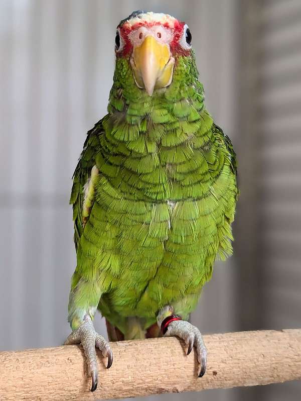 white-front-amazon-parrot-for-sale