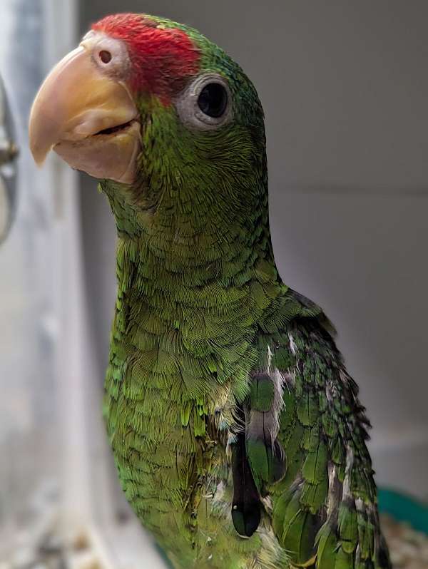 red-head-amazon-parrot-for-sale