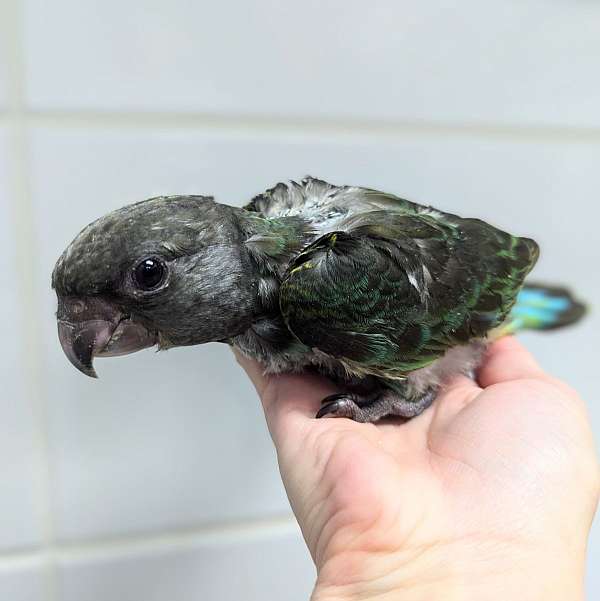 meyers-poicephalus-parrots-for-sale