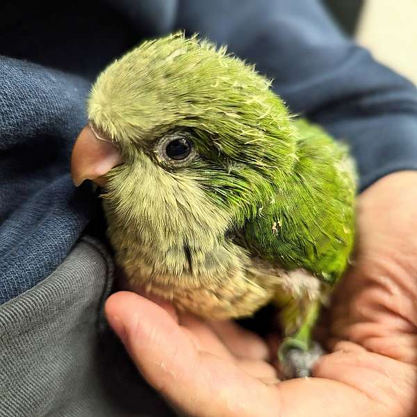 quaker-parrots-for-sale