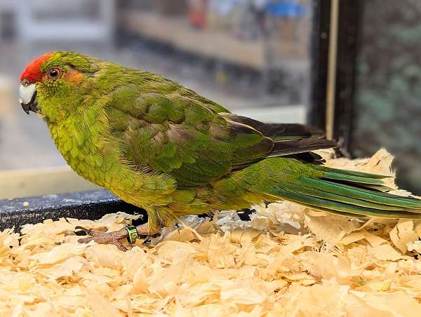 grass-parakeet-for-sale