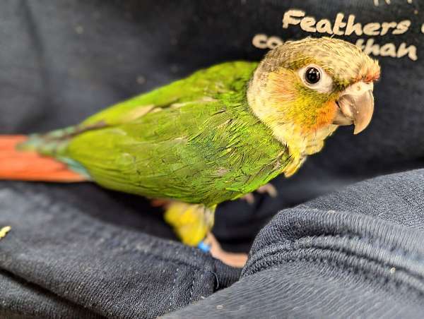 green-cheek-conure-for-sale