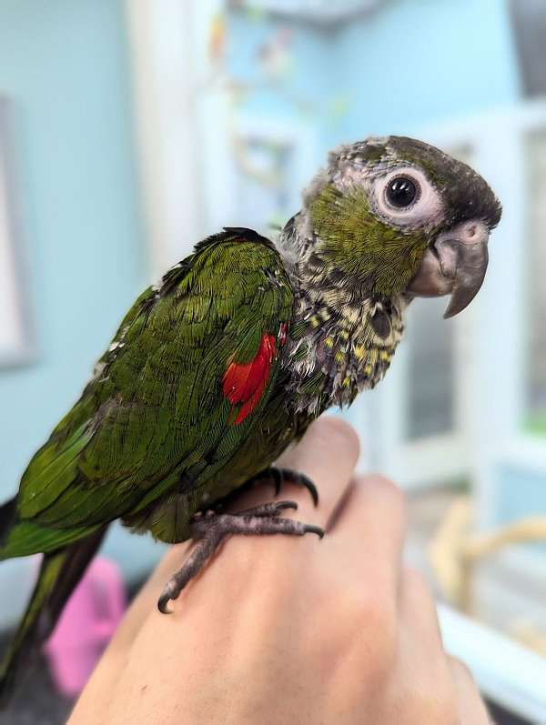 black-capped-conure-for-sale