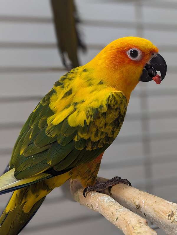 sun-conure-for-sale